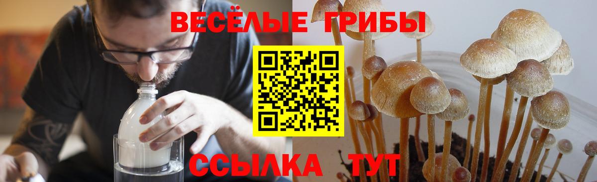 Кропоткин  Псилоцибиновые грибы Psilocybe  Вход с VPN 